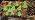 Toodour Double Head Christmas Projector Lights Outdoor